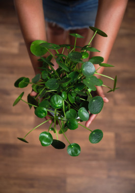 from where I’m standing